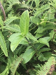 Kadua