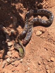 Madagascarophis colubrinus