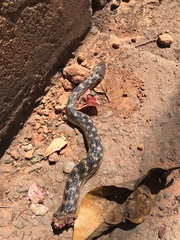 Madagascarophis colubrinus