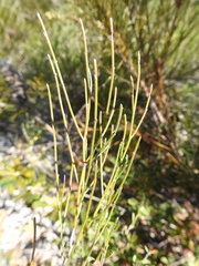 Jacksonia stackhousei