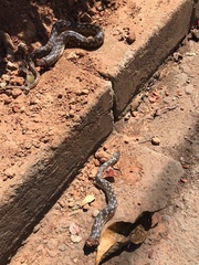 Madagascarophis colubrinus