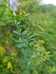Galega officinalis