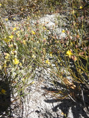 Jacksonia stackhousei