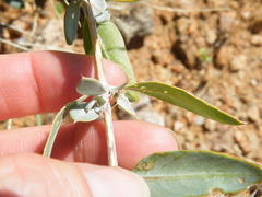 Barleria lichtensteiniana