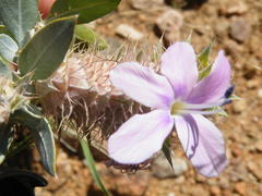 Barleria lichtensteiniana