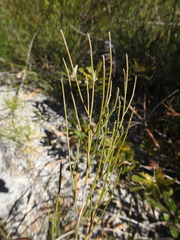 Jacksonia stackhousei