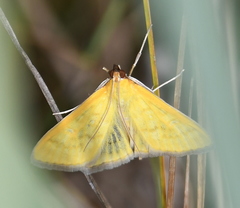 Mecyna flavalis
