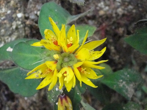 Lysimachia alfredii