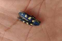 Buprestis octoguttata