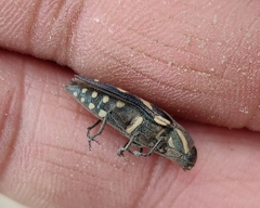 Buprestis octoguttata