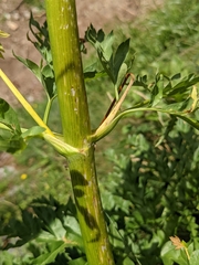 Molopospermum peloponnesiacum
