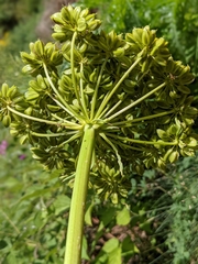 Molopospermum peloponnesiacum