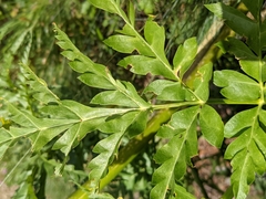 Molopospermum peloponnesiacum