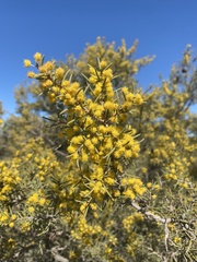 Acacia nyssophylla