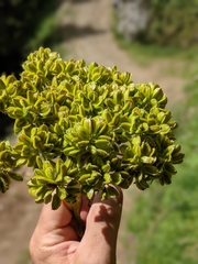 Molopospermum peloponnesiacum