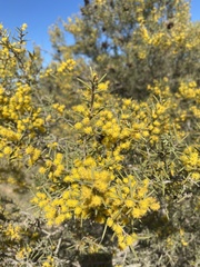 Acacia nyssophylla