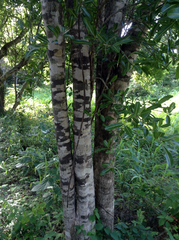 Rhopalocarpus lucidus