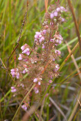 Erica hirtiflora hirtiflora