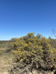 Acacia nyssophylla