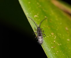 Paronellidae
