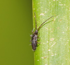 Paronellidae