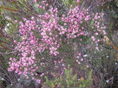 Erica petraea