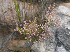 Erica petraea