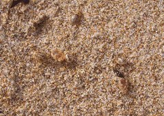 Chaerodes trachyscelides