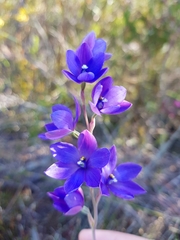 Thelymitra purpurata