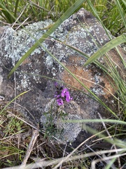 Glycine rubiginosa