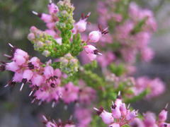 Erica petraea