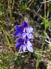 Thelymitra purpurata