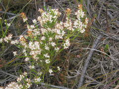 Erica petraea