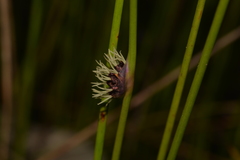 Chorizandra cymbaria