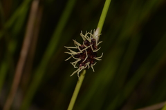 Chorizandra cymbaria