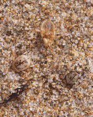 Chaerodes trachyscelides