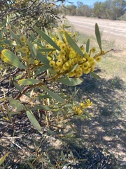 Acacia notabilis