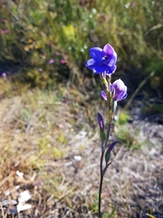 Thelymitra purpurata