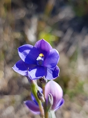 Thelymitra purpurata