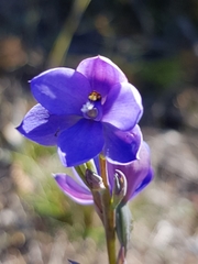 Thelymitra purpurata
