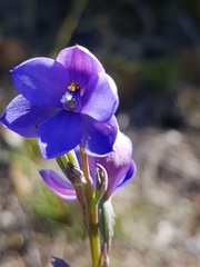 Thelymitra purpurata