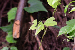 Atrocalopteryx atrata