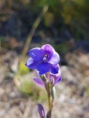 Thelymitra purpurata