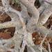 Namib Corkwood - Photo (c) Alex Dreyer, some rights reserved (CC BY-NC), uploaded by Alex Dreyer