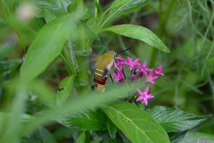 Cephonodes hylas