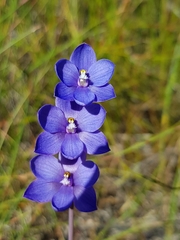 Thelymitra purpurata