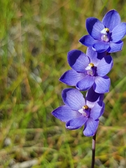 Thelymitra purpurata