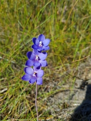 Thelymitra purpurata