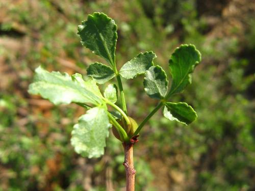 Commiphora dinteri Engl.