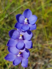 Thelymitra purpurata